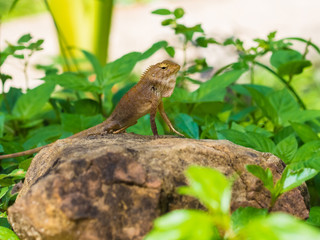 Lizard