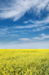 Obraz premium Agriculture, rapeseed, colorful yellow oil rape in field