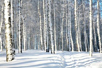 Beautiful winter forest