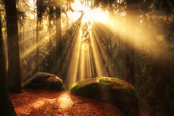 Peel and stick wall murals Trees beautiful forest and sunbeams