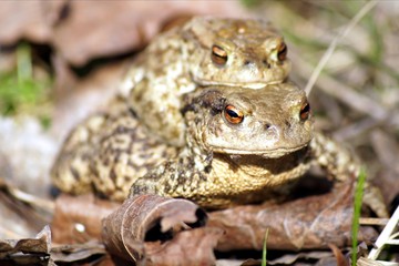 Common Toad / Ropucha szara