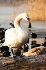 Swan floating on the water at winter time.