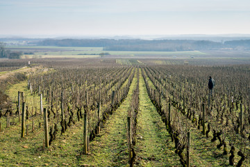 Fototapeta na wymiar viticulteur en hiver