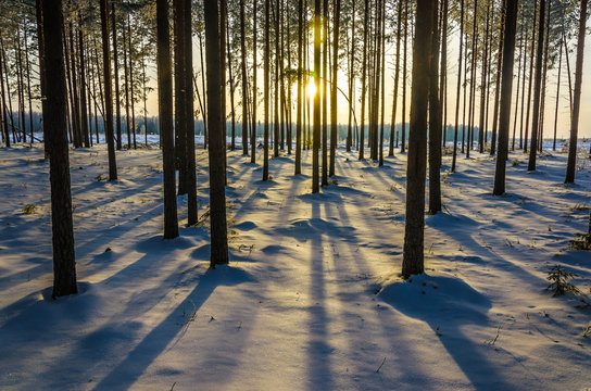 Fototapeta Winter Landscape