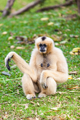 White gibbon