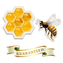 Bee with honeycombs
