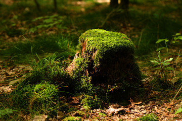 stump with moss