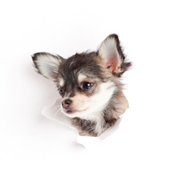 chihuahua puppy in paper