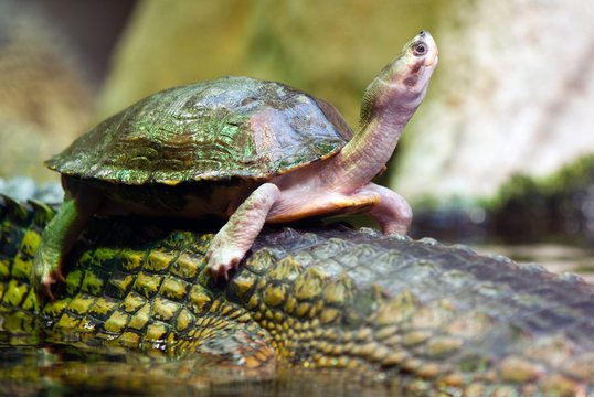 tortoise swiming on the back of crocodile