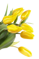 Bouquet of tulips on a white background