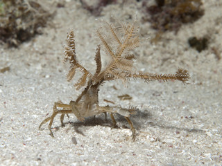 Hydroid Decorator Crabs