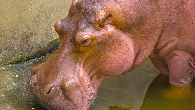 Chewing hippopotamus close up