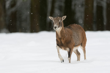 Mufflon, Mouflon, Ovis orientalis