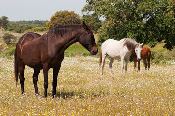 Naklejka na ściany i meble horses grazing in the field on a sunny day