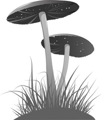 Two mushrooms grayscale
