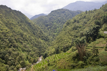 Paddy fields and a jungle in northern Vietnam