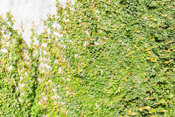 Green creeper on cement wall