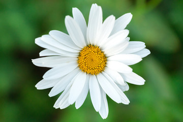 Close up of chamomile flower.