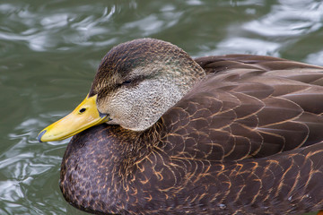 American Black Duck