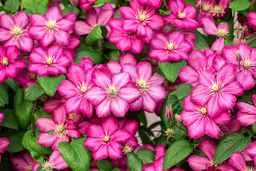 Pink clematis flowers. - obrazy, fototapety, plakaty
