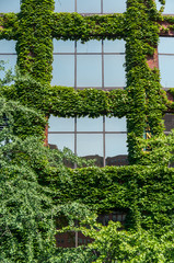 View of a window and of a wall covered with ivy