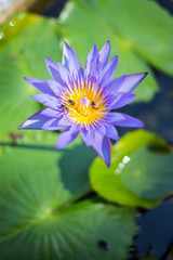 blooming lotus flower over green background