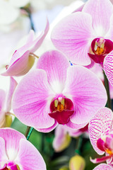 pink orchid flower