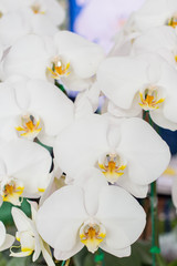 Naklejka na ściany i meble Thai White Orchid