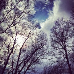 trees and sky in winter