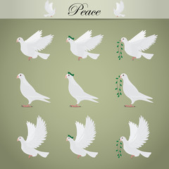 White Pigeons Set - Isolated On Gray Background