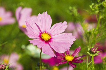 Obraz premium Cosmos bipinnatus