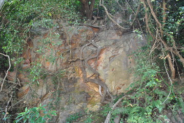 Tree Roots © Alex