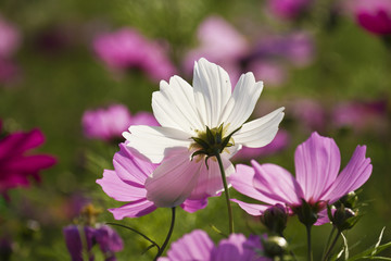 Obraz premium Cosmos bipinnatus