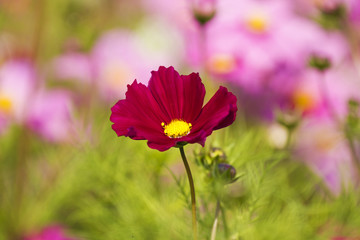 Cosmos bipinnatus