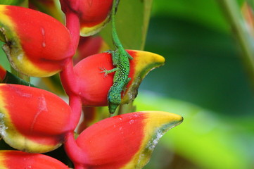 Mabouya / lézard au jardin de Balata
