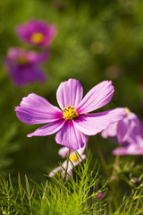 Cosmos bipinnatus