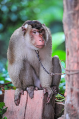Monkey sitting