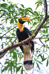 Great hornbilll