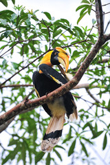 Great hornbilll