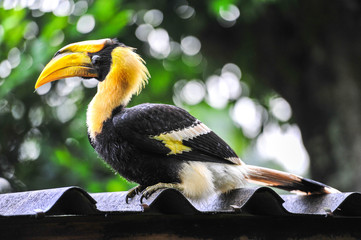 Great hornbilll