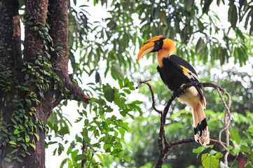 Great hornbilll