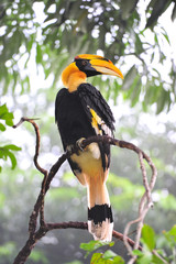 Great hornbilll © nengloveyou