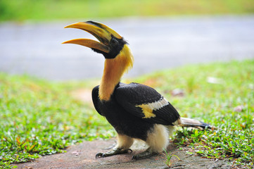 Great hornbilll