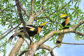 Great hornbilll