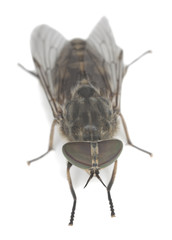 Female horsefly isolated on white background