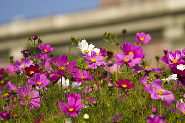 Obraz premium Cosmos bipinnatus