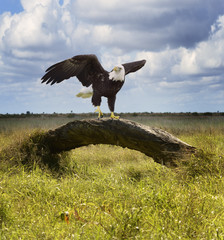 American Bald Eagle