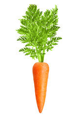 Carrot isolated on white background