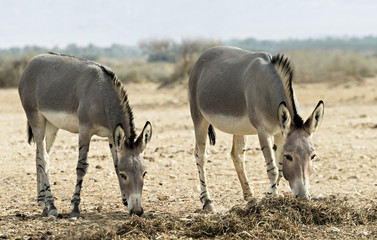 Somali wild ass (Equus africanus) in nature reserve