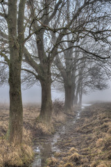 Early morning fog and trees